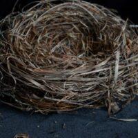 Becoming an empty nester can bring about feelings of loss and loneliness for parents.