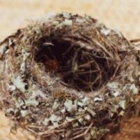 empty nest syndrome
